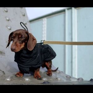 New Zara dog Black Quilted Puffer Jacket small per